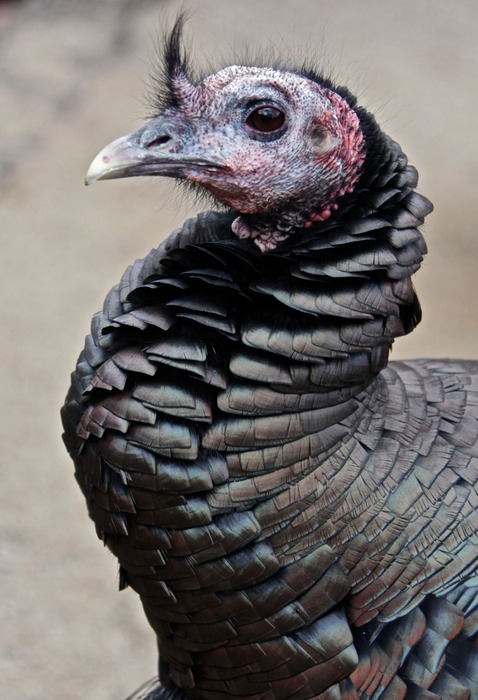 Turkey 003