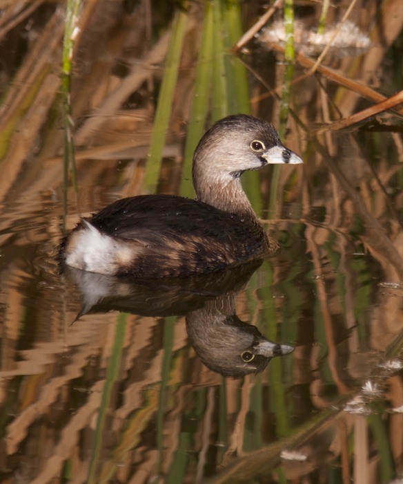 Pied billed Grebe 001
