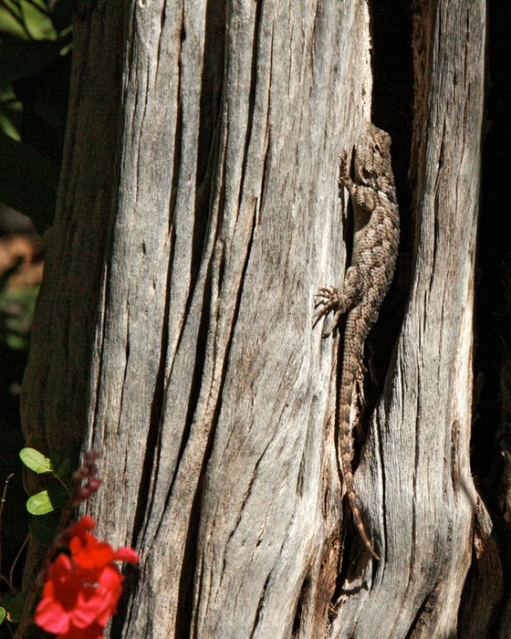Lizard 001